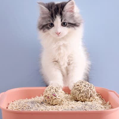 Clumping Cat Litter (10kg)